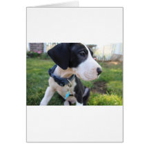 Great Dane Puppy Greeting Cards