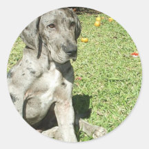 Great Dane Stickers