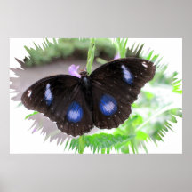 Great Egg Fly Butterfly Poster