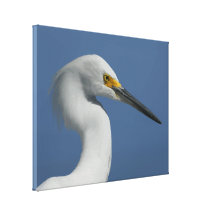 Great Egret Canvas Print