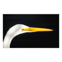 Great Egret Profile. Photo Art