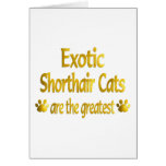 Great Exotic Shorthair Cards