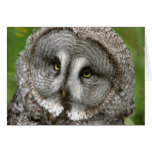 Great Grey Owl Greeting Card