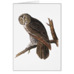 Great Grey Owl Greeting Cards