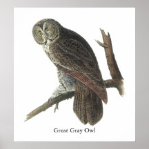 Great Grey Owl, John Audubon Posters