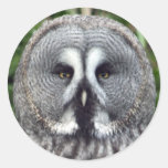 Great Grey Owl Stickers