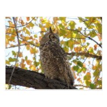 Great Horned Owl in a Tree Post Cards