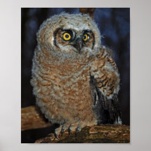 Great Horned Owl Posters