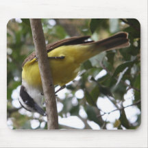 Great Kiskadee with its catch Mousepads