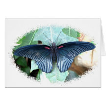 Great Mormon-Tropical Butterfly Greeting Cards