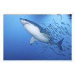 Great White Shark Custom Announcement