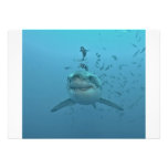 Great White Shark Isla Guadalupe Custom Invites