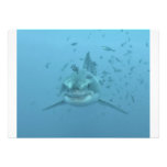 Great White Shark Isla Guadalupe Invites