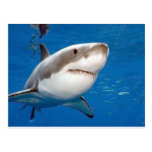 Great White Shark Postcard