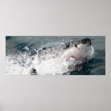 Great White Shark Posters