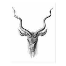 Greater Kudu Postcard