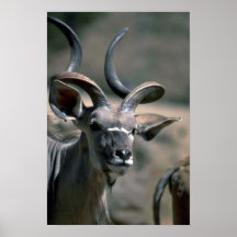 Greater Kudu Posters