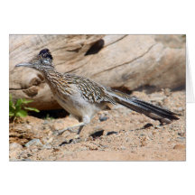 Greater Roadrunner Card