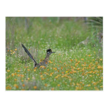 Greater Roadrunner, Geococcyx Postcard
