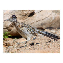 Greater Roadrunner Post Card