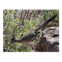 Greater Roadrunner Rock Run Post Cards