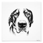Greater Swiss Mountain Dog Photo