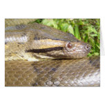 Green Anaconda Greeting Card