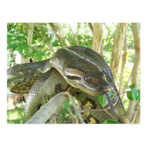 Green Anaconda Postcard