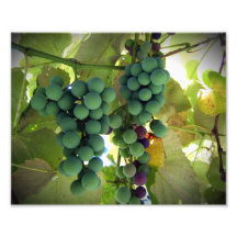 Green and Purple Grapes on the Vine Vineyard Print Photo Print