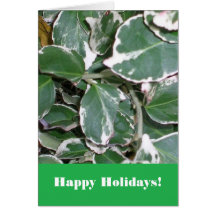 Green and White Cards