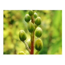 Green and Yellows Post Card
