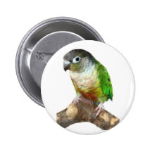 Green Cheek Conure Button