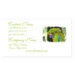 Green Cheek Conure Parrot Business Card business cards