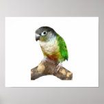 Green Cheek Conure Print