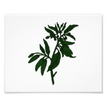 Green chilli peppers on dark green plant photo print