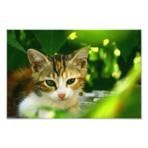 Green Eyes Photograph