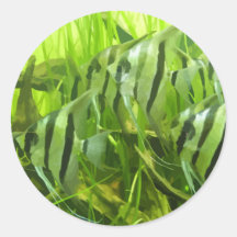 Green Fish Stickers