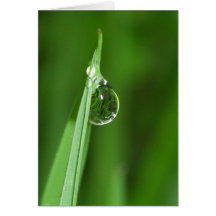 Green grass and water droplet with reflection cards