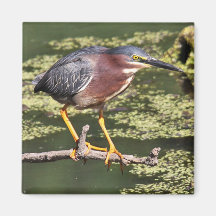 Green Heron Magnet
