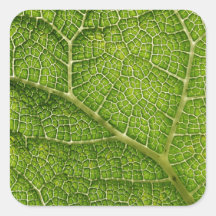 Green Leaf. Digital Art. Square Sticker