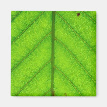 Green Leaf Square Magnet