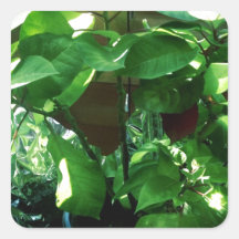 Green Leaves, Foliage and Plant Square Sticker