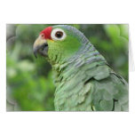 Green Parrot Greeting Card