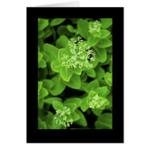 Green plant extravaganza greeting cards