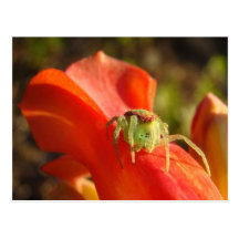 Green Spider Post Cards