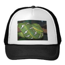 Green Tree Python Hats