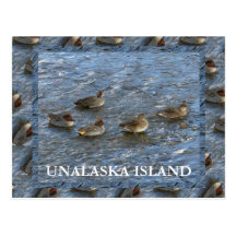 Green-winged Teal Ducks, Unalaska Island Postcard