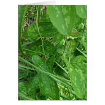 Greenbriar (Smilax) Vine Note Card