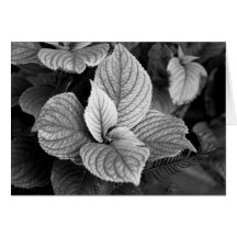 Greens in B/W Card