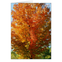 Greeting Card - Autumn Tree